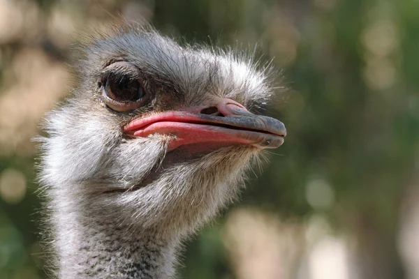 Uma Ostrich Face Close-up Imagem — Fotografia de Stock