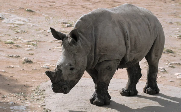 A curious white rhino baby explore surrounding near his mum — Stock Photo, Image