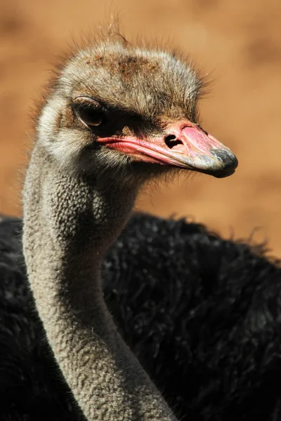 An Ostrich Face Close-up Image — Stock Image An Ostrich Face Close-up Image Royalty Free Stock Images