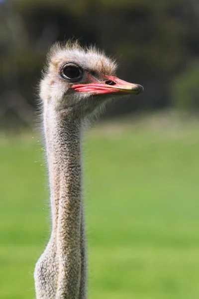 Ostrich Closeup — Stock Image Ostrich Closeup Stock Photo