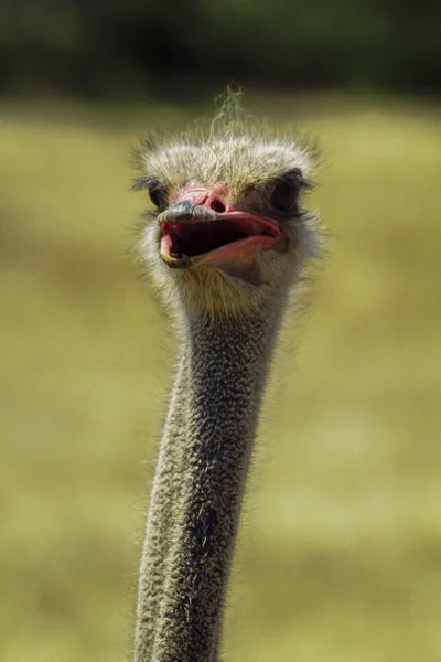 Ostrich Closeup — Stock Image Ostrich Closeup Royalty Free Stock Photos