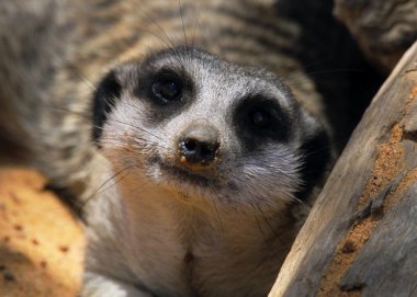 meerkat yakın çekim