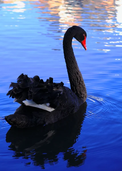 Cisne negro — Fotografia de Stock