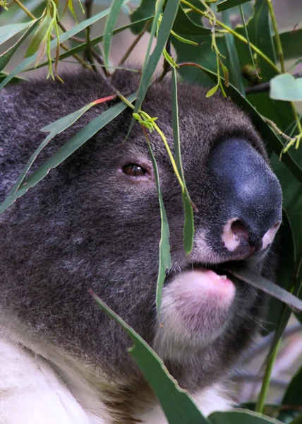 Koala närbild — Stockfoto