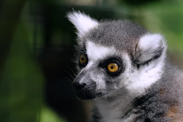 Ring-Tailed Lemur — Stock Photo, Image