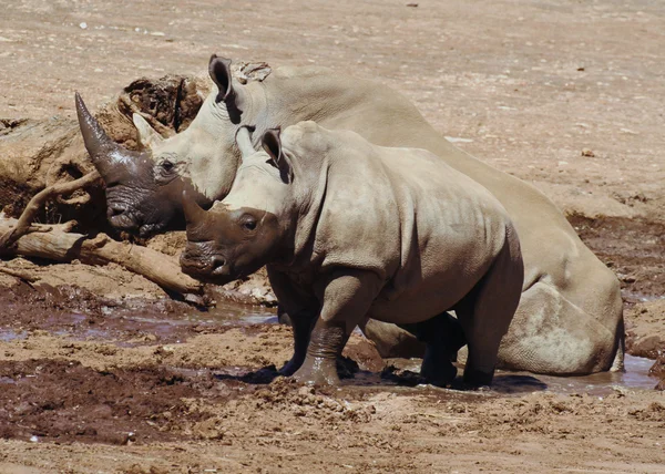 White rhino and baby — Stock Photo, Image