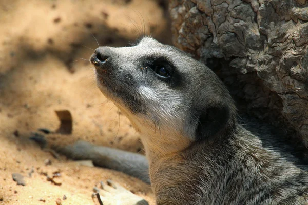 Primer plano de Meerkat — Foto de Stock