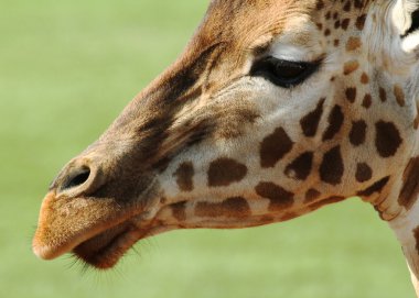 Giraffe Close-up clipart