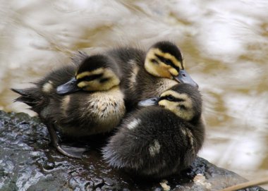 üç siyah ördek kuğu yavrusu