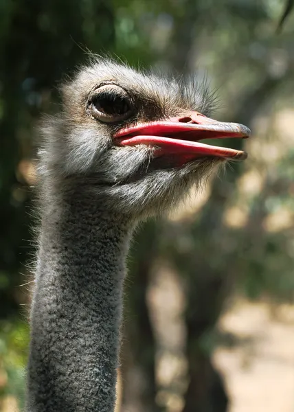 Uma Ostrich Face Close-up Imagem — Fotografia de Stock