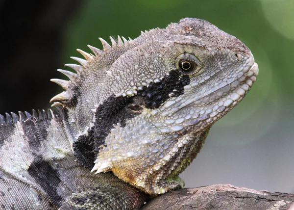 Doğu su dragon