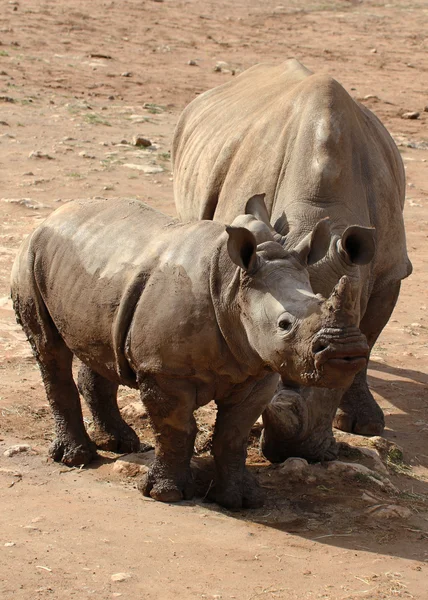 White Rhino and Baby — Stock Photo, Image