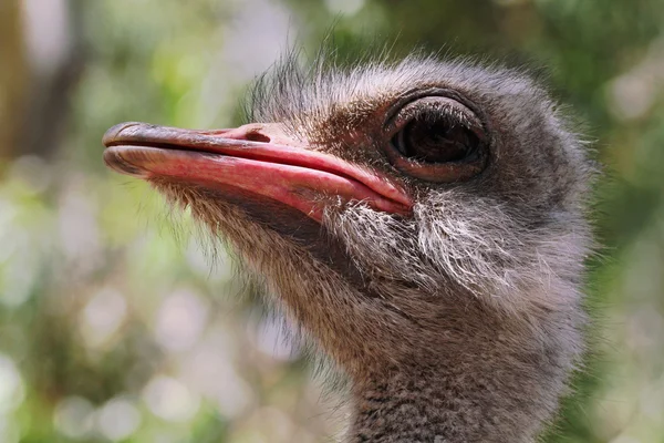 An Ostrich Face Close-up Image — Stock Image An Ostrich Face Close-up Image Stock Photo