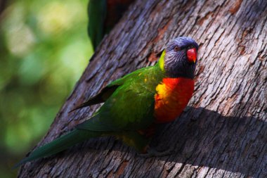 gökkuşağı lorisi