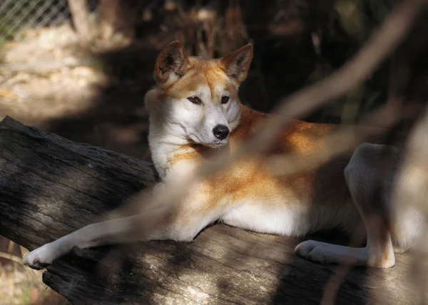 Dingo (Canis lupus dingo) — Stock fotografie