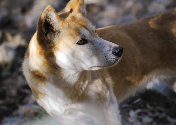 Dingo (canis dingo de Lúpus) — Fotografia de Stock