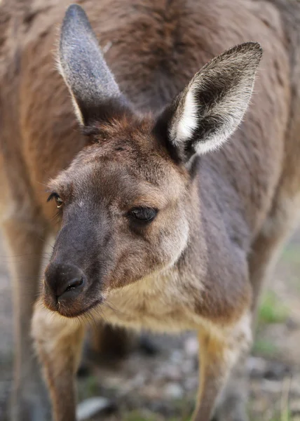 Canguro grigio occidentale — Foto Stock