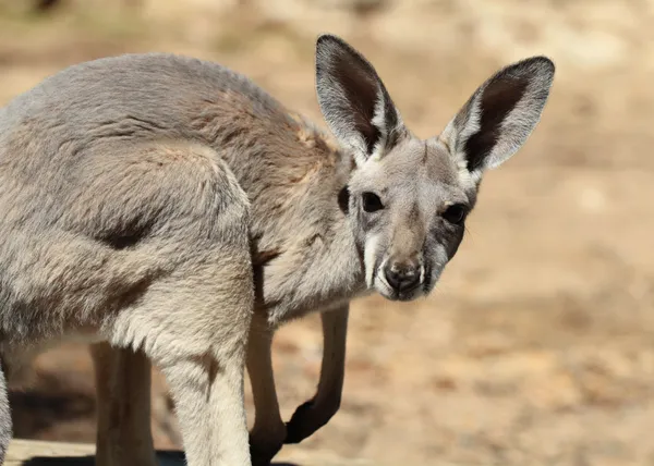 Röd jättekänguru baby — Stockfoto