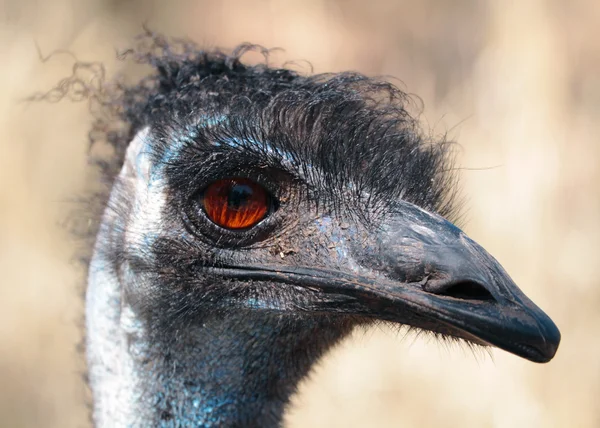 エミュー写真素材 ロイヤリティフリーエミュー画像 Depositphotos