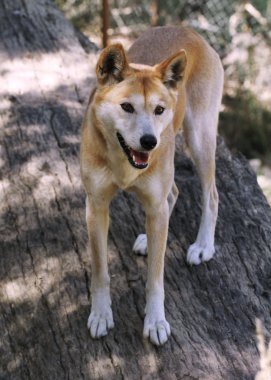 Dingo (Canis lupus dingo) clipart