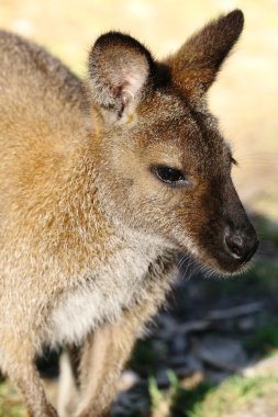 Bennett Wallaby