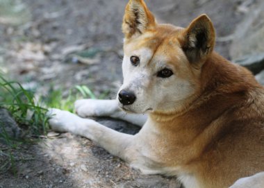 Dingo (canis lupus dingo) clipart