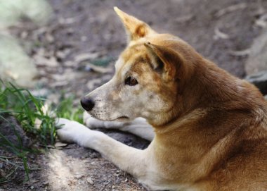 Dingo (Canis lupus dingo))