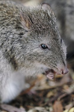 uzun burunlu potoroo (potorous tridactylus)