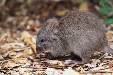 uzun burunlu potoroo (potorous tridactylus)