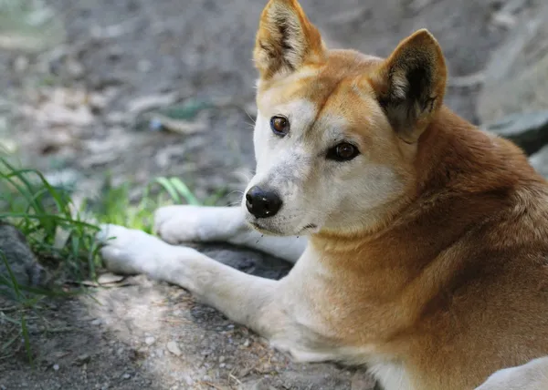 Dingo (canis lupus dingo) — Stock fotografie