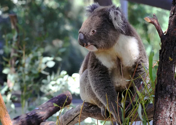 Koala — Stok fotoğraf