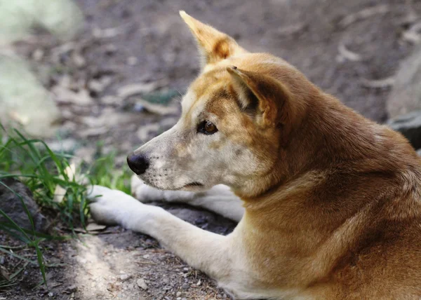 Dingo (canis lupus dingo del) —  Fotos de Stock