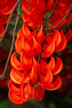 Güzel parlak kırmızı mucuna bennettii çiçek