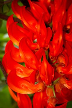 Güzel parlak kırmızı mucuna bennettii çiçek