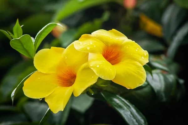 Macro Güzel Iki Sarı Kırmızı Çiçeği Yakından Çekti — Stok fotoğraf