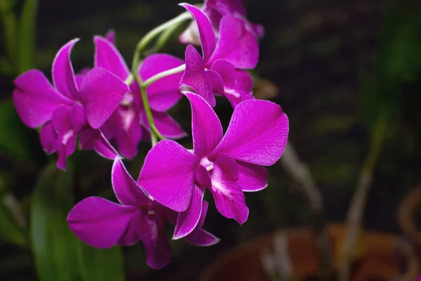 Close Bela Flor Orquídea Rosa Brilhante Imagem De Stock