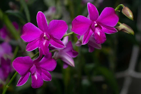 Крупный План Красивый Ярко Розовый Цветок Орхидеи Стоковая Картинка