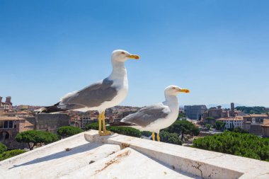 Ringa martıları, bulutsuz bir yaz günü İtalya 'nın Roma şehrinin manzarası olarak bir çıkıntıda dinlenir. Bu kuşlar doğuştan leş yiyicilerdir ve her şeyi yerler.. 