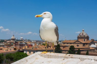 Bir Ringa martısı, bulutsuz bir yaz gününde Roma, İtalya 'nın şehir manzarası olarak bir çıkıntıda dinlenir. Bu kuşlar doğuştan leş yiyicilerdir ve her şeyi yerler.. 