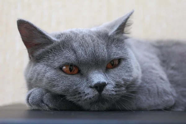 British Shorthair cat — Stock Photo, Image