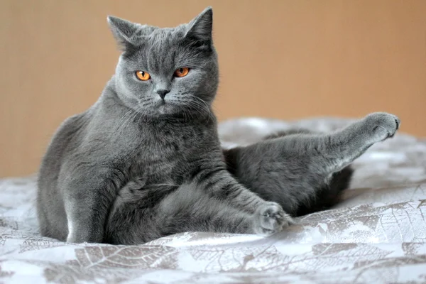 British Shorthair cat — Stock Photo, Image