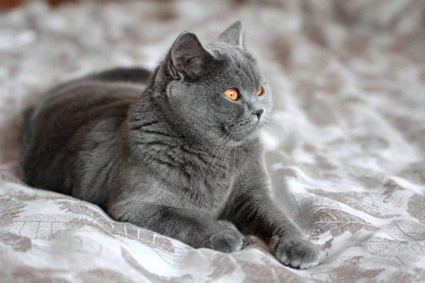 British Shorthair cat — Stock Photo, Image