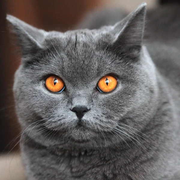 British gray cat — Stock Photo, Image