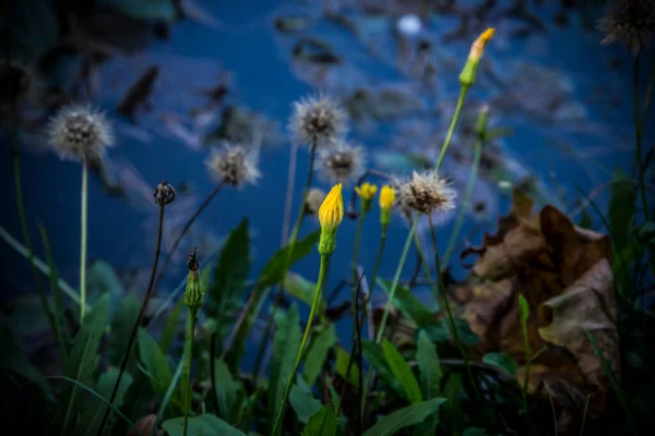 Pissenlits Côté Lac Jour Été — Photo