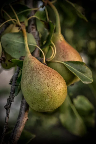 Close Ripe Pears Tree Summer — стоковое фото