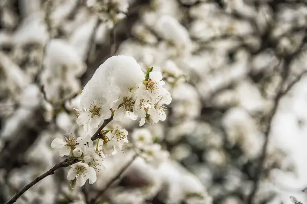 Weiße Blumen Mit Schnee Bedeckt Zeitigen Frühling — Stockfoto