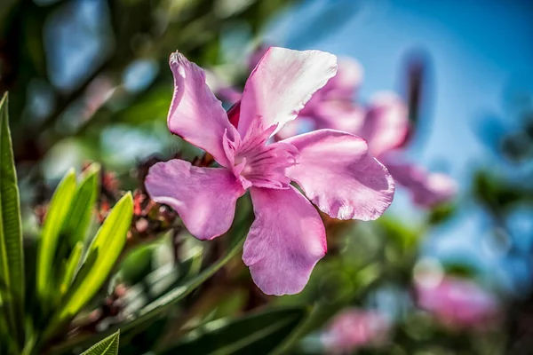A close-up of a pink oleander flower on a sunny day