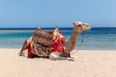 Deve Mısır sahilinde oturuyor Sharm El Naga, güzel mavi deniz ve gökyüzü, Mısır