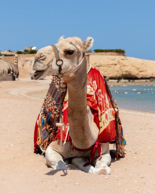 Deve Mısır sahilinde oturuyor Sharm El Naga, güzel mavi deniz ve gökyüzü, Mısır