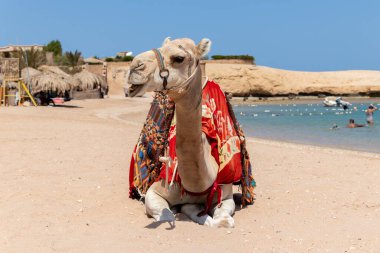Deve Mısır sahillerinde oturuyor, güzel mavi deniz ve gökyüzü, Mısır